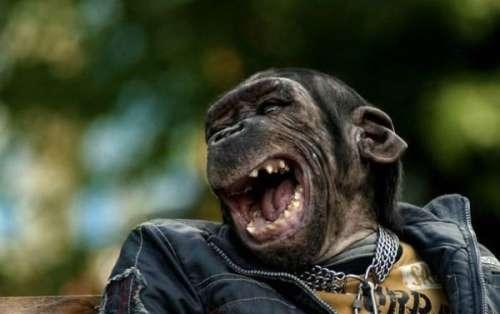 Resultado de imagem para macaco a rir